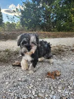 Apollo , a female Miniature Schnauzer for sale in Kansas City, MO – 2 of 10