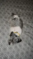 Ivy Bell, a female Miniature Schnauzer for sale in Kansas City, MO – 5 of 5