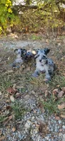 Bonnie, a female Miniature Schnauzer for sale in Springfield, MO – 4 of 10