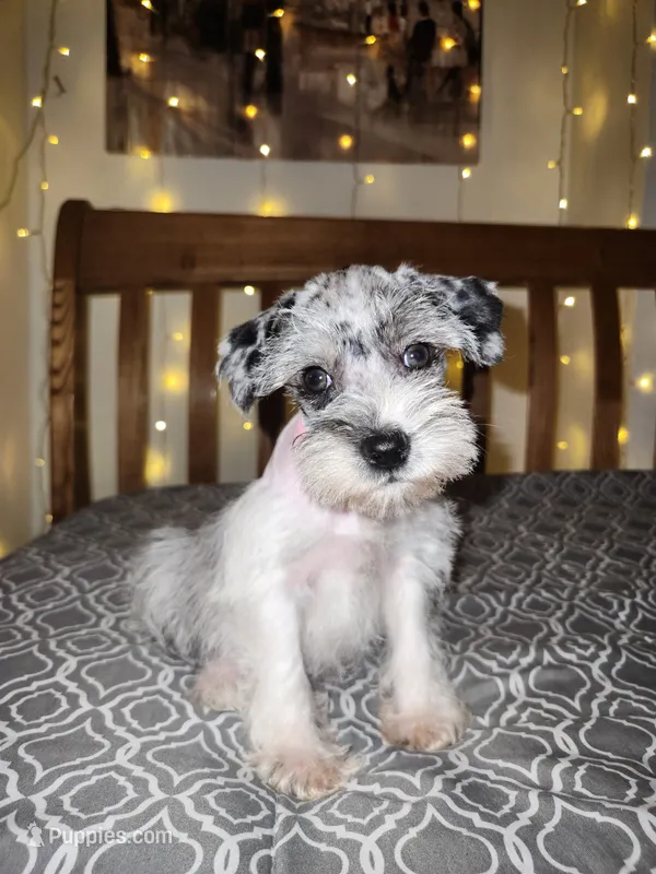 Ivy , a female Miniature Schnauzer for sale in Kansas City, MO – 1 of 9