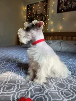 TOY Clay, a male Miniature Schnauzer for sale in Kansas City, MO – 2 of 10