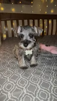 Toy Rain, a female Miniature Schnauzer for sale in Kansas City, MO – 6 of 7
