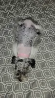 Ivy , a female Miniature Schnauzer for sale in Kansas City, MO – 3 of 9