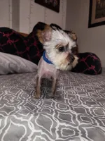 Tiny Timmy , a male Yorkshire Terrier for sale in Kansas City, MO – 3 of 9