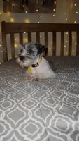 Ivy Bell , a female Miniature Schnauzer for sale in Kansas City, MO – 3 of 10