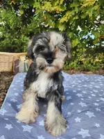 Apollo , a female Miniature Schnauzer for sale in Kansas City, MO – 4 of 10