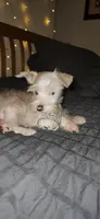 Annabelle , a female Miniature Schnauzer for sale in Springfield, MO – 4 of 10