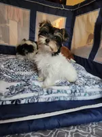 Filo, a male Yorkshire Terrier for sale in Kansas City, MO – Photo 4 of 9