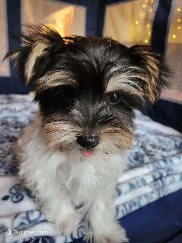 Filo – Yorkshire Terrier puppy for sale in Kansas City, MO