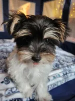 Filo, a male Yorkshire Terrier for sale in Kansas City, MO – Photo 1 of 9