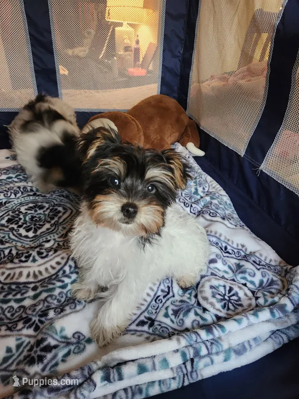 Filo – Yorkshire Terrier puppy for sale in Kansas City, MO