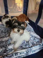 Filo, a male Yorkshire Terrier for sale in Kansas City, MO – Photo 2 of 9