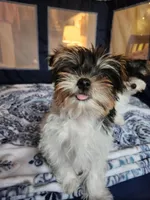 Filo, a male Yorkshire Terrier for sale in Kansas City, MO – Photo 5 of 9