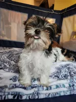 Filo, a male Yorkshire Terrier for sale in Kansas City, MO – Photo 8 of 9