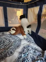 Filo, a male Yorkshire Terrier for sale in Kansas City, MO – Photo 9 of 9