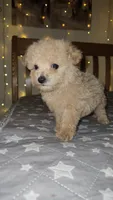 Peanut , a male Maltipoo and Poodle - Toy  for sale in Kansas City, MO – 5 of 10
