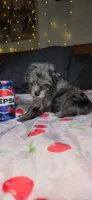 Tiny Toy , a female Miniature Schnauzer for sale in Kansas City, MO – 2 of 10