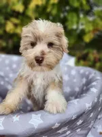 Niko, a male Miniature Schnauzer for sale in Kansas City, MO – 9 of 10