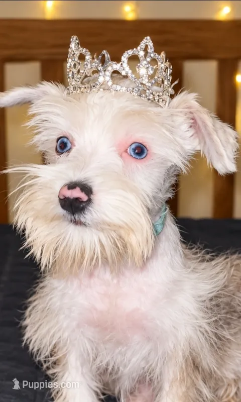 Annabelle  – Miniature Schnauzer puppy for sale in Springfield, MO