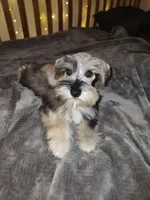 Apollo , a male Miniature Schnauzer for sale in Springfield, MO – 1 of 10