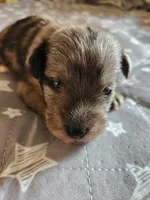 River , a female Miniature Schnauzer for sale in Kansas City, MO – Photo 2 of 9