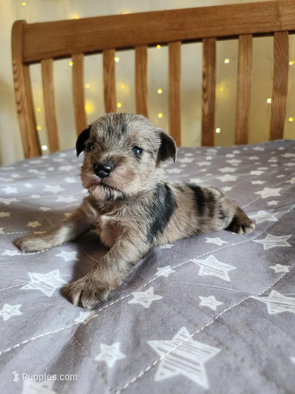 River  – Miniature Schnauzer puppy for sale in Kansas City, MO
