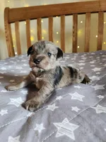 River , a female Miniature Schnauzer for sale in Kansas City, MO – Photo 1 of 9