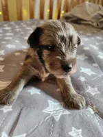 River , a female Miniature Schnauzer for sale in Kansas City, MO – Photo 3 of 9