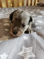 River , a female Miniature Schnauzer for sale in Kansas City, MO – Photo 7 of 9