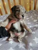 River , a female Miniature Schnauzer for sale in Kansas City, MO – Photo 6 of 9