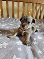 River , a female Miniature Schnauzer for sale in Kansas City, MO – Photo 4 of 9