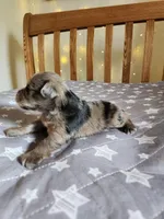 River , a female Miniature Schnauzer for sale in Kansas City, MO – Photo 5 of 9