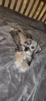 Apollo , a male Miniature Schnauzer for sale in Springfield, MO – 4 of 10