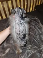 Blaze , a male Miniature Schnauzer for sale in Springfield, MO – 5 of 10
