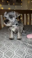 Toy Rain, a female Miniature Schnauzer for sale in Kansas City, MO – 7 of 10