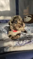 Nimbus , a male Miniature Schnauzer for sale in Kansas City, MO – Photo 7 of 10