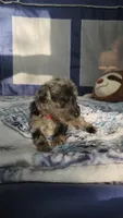 Nimbus , a male Miniature Schnauzer for sale in Kansas City, MO – Photo 4 of 10