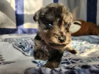 Nimbus , a male Miniature Schnauzer for sale in Kansas City, MO – Photo 9 of 10