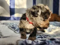 Nimbus , a male Miniature Schnauzer for sale in Kansas City, MO – Photo 10 of 10