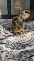 Nimbus , a male Miniature Schnauzer for sale in Kansas City, MO – Photo 6 of 10