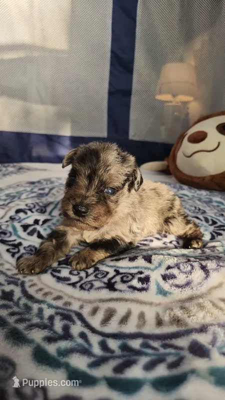 Nimbus  – Miniature Schnauzer puppy for sale in Kansas City, MO