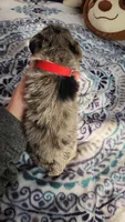 Nimbus , a male Miniature Schnauzer for sale in Kansas City, MO – Photo 8 of 10