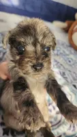 Nimbus , a male Miniature Schnauzer for sale in Kansas City, MO – Photo 5 of 10