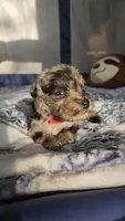 Nimbus , a male Miniature Schnauzer for sale in Kansas City, MO – Photo 2 of 10