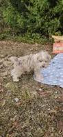 Niko, a male Miniature Schnauzer for sale in Kansas City, MO – 4 of 10