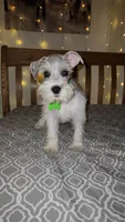 Bandana , a male Miniature Schnauzer for sale in Kansas City, MO – 1 of 10