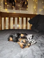 Princess , a female Yorkshire Terrier for sale in Springfield, MO – 7 of 10