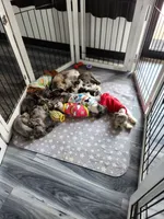 Bandana , a male Miniature Schnauzer for sale in Kansas City, MO – 9 of 10
