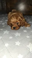 Grogu , a male Cavapoo for sale in Kansas City, MO – 3 of 9