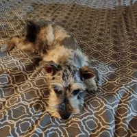 Nesta, a female Miniature Schnauzer for sale in Kansas City, MO – Photo 8 of 9